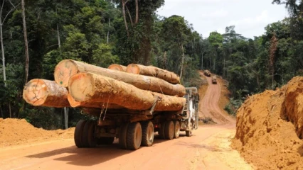 PRODUITS FORESTIERS AU BÉNIN : De nouvelles mesures et modalités d’exportation définies