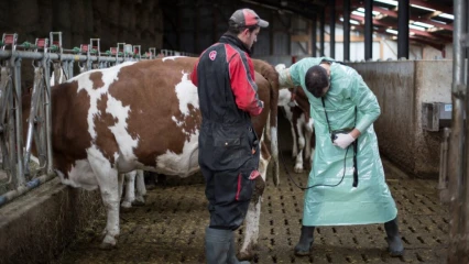 DÉVELOPPEMENT DU SECTEUR DE L&rsquo;ÉLEVAGE AU BÉNIN :  La création d&rsquo;un centre national des produits vétérinaires envisagée 
