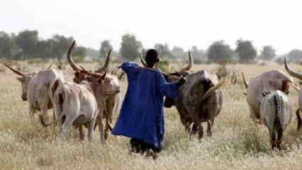 DRAME : Un affrontement entre agriculteurs et éleveurs fait 85 morts