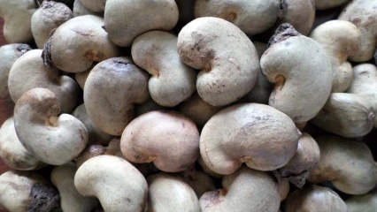 PRODUCTION AGRICOLE AU BÉNIN : L&rsquo;exportation du cajou brut interdite à partir de 2024