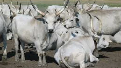 INSTALLATION ANARCHIQUE DES CAMPEMENTS DE BOEUFS DANS LA VILLE DE PARAKOU : Toko doit frapper fort