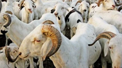 PREPARATION DE L’AID EL KEBIR A PORTO-NOVO : Les prix des moutons en forte hausse