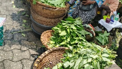 Bénin/Consommation des légumes: une arme puissante de protection contre les Maladies Non Transmissibles