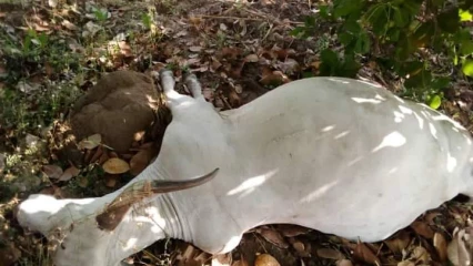 CONFLITS ENTRE AGRICULTEURS ET ÉLEVEURS : Des bœufs empoisonnés à Ouèssè