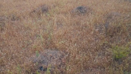 MANQUE D’ENTRETIEN DES ESPACES VERTS DES PLACES PUBLIQUES DE PARAKOU : La mairie interpellée