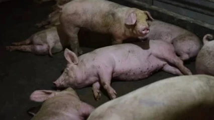 PRÉSENCE DE LA PESTE PORCINE AFRICAINE À PÈRÈRÈ : La situation est sous contrôle rassure le Ddep