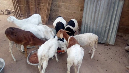 ELEVAGE DOMESTIQUE : Un moyen pour manger sain et bien