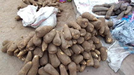 PARAKOU : La nouvelle igname toujours disponible, mais coûte chère