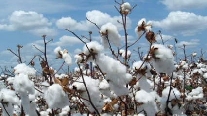 CAMPAGNE COTONNIERE 2021-2022 AU BENIN : Les prix d&rsquo;achat de coton graine et des intrants homologués