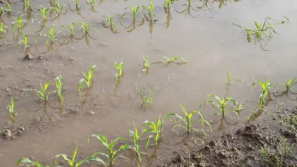 DÉPARTEMENT DU COUFFO :  Des cultures inondées à Tohou