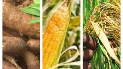 VALORISATION DES FILIÈRES MANIOC, RIZ ET MAÏS AU BÉNIN : Six complexes de transformation bientôt installés