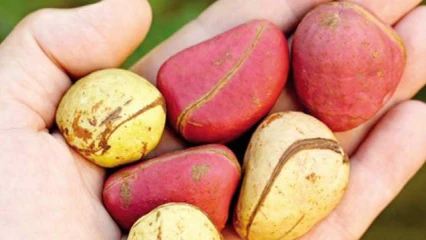 UTILITES DE LA NOIX DE KOLA : Un ingrédient incontournable dans les traditions africaines