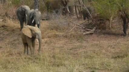 PRESERVATION DE LA BIODIVERSITE AU BÉNIN : Le gouvernement adopte la politique forestière 2023-2032