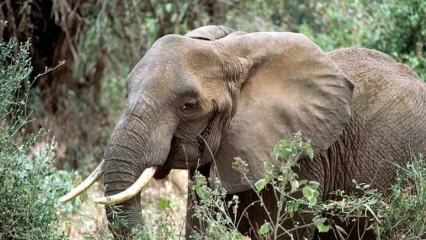 KANDI : Un enfant tué par un pachyderme en divagation