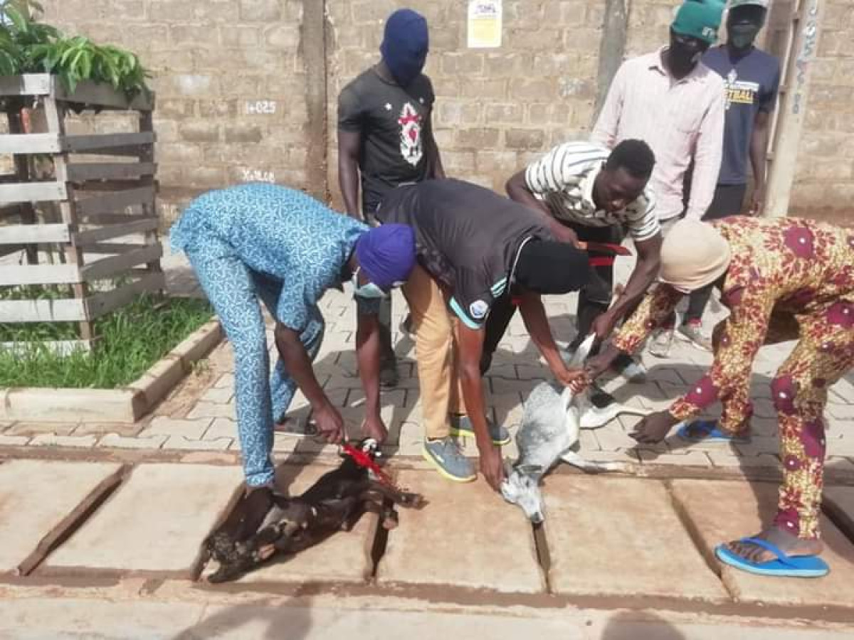 ABATTAGE SYSTEMATIQUE DES BETES EN DIVAGATION ET SECURITE ROUTIERE A PARAKOU : La répression doit continuer pour préserver la vie des citoyens