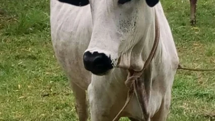 COMMUNE DE BEMBEREKE : Un présumé voleur de bœufs interpellé