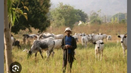Production de viande au Bénin: l’Ader, pour booster l’élevage des ruminants 