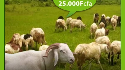 TABASKI 2019 : Achetez vos moutons à moindre coût chez Belco’s Ranch