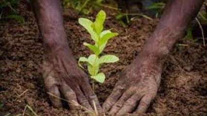 POUR LA CÉLÉBRATION DE LA JOURNÉE NATIONALE DE L’ARBRE À PARAKOU : Des espèces en voie de disparition priorisées