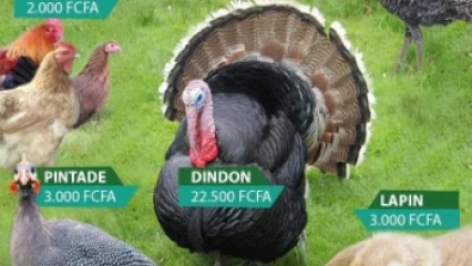 POUR MANGER SAIN PENDANT LES FÊTES DE FIN D’ANNÉE, Optez pour les produits de la ferme Belco’s Ranch