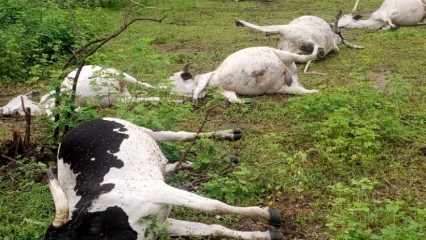 AU SUJET DE L’ABATTAGE DES BÊTES PAR L’ARMÉE À BOIFFO : « Les animaux abattus se trouvaient dans une zone qui n’a rien à avoir avec ce parc », dément le Président de l’association des éleveurs Séidou Boubé