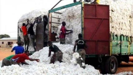 PRODUCTION COTONNIERE 2020-2021 AU BENIN : Un nouveau record de 728 000 tonnes enregistré
