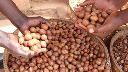 BÉNIN/CAMPAGNE DE COMMERCIALISATION 22-23 DES AMANDES DE KARITÉ : Le prix plancher d’achat fixé à 110 F cfa/kg