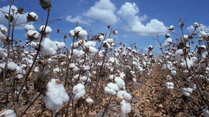 BÉNIN/CAMPAGNE COTONNIÈRE 2022-2023 : Les prix d’achat de coton-graine aux producteurs homologués