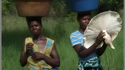 BÉNIN/DANS UNE INTERVIEW EXCLUSIVE SUR LE PROJET FC-SSA  :  Prof Nourou Soulemane Yorou appelle les décideurs pour des actions en faveur des champignons   . La stabilité des écosystèmes forestiers préoccupe 