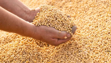 Filière Soja au Bénin: Une vaste opération d&rsquo;achat de tous les stocks disponibles lancée 