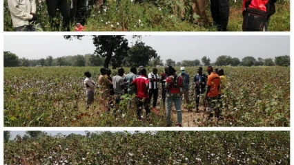 EN TOURNÉE DANS DES CHAMPS DE COTON A PÉHUNCO : Le maire Koto Maré prend contact avec les producteurs