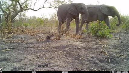 KANDI/DIVAGATION D&rsquo;UN ÉLÉPHANT A SONSORO : Un mort et un blessé