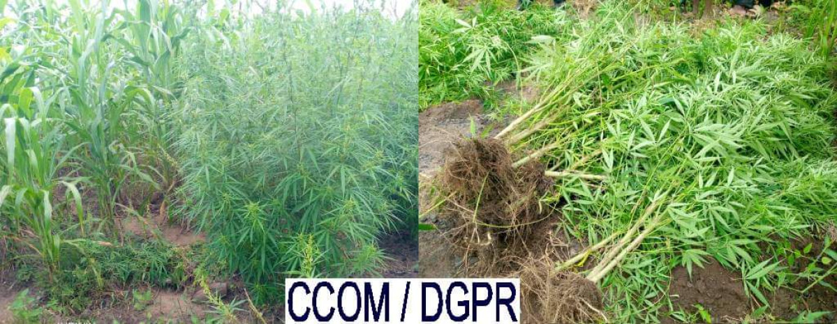 COMMUNE DE TCHAOUROU  : Un agriculteur arrêté à cause de la nature de sa production 