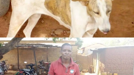 INSOLITE À BEMBEREKE  : Un chien et son maître ramassent de l’argent et le retourne à son propriétaire