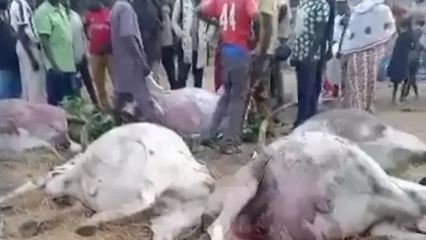 Bembéréké: cinq bœufs succombent à un empoisonnement à Tassé