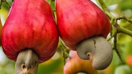 BÉNIN/CAMPAGNE 2022-2023 DE LA COMMERCIALISATION DES NOIX DE CAJOU : Le lancement prévu pour demain 16 mars à Natitingou