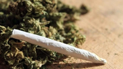 COMMUNE DE SAVE : 97 kilogrammes de chanvre indien saisis