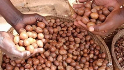 CAMPAGNE DE COMMERCIALISATION DES AMANDES DE KARITE 2021-2022 AU BENIN : Le prix plancher fixé à 100 Fcfa/Kg