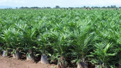 CAMPAGNE AGRICOLE DE PROXIMITE 2020-2021 : Le gouvernement donne le top à Kétou