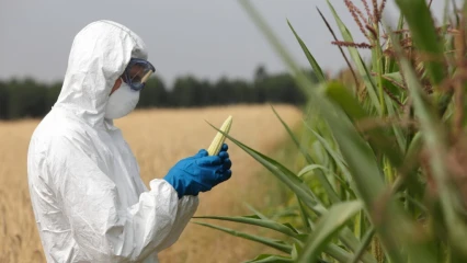 UTILISATION DES ORGANISMES GÉNÉTIQUEMENT MODIFIÉS DANS L’AGRICULTURE :  Ces conséquences dont on parle peu mais pourtant graves