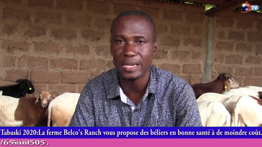 TABASKI 2020: La ferme Belco's Ranch vous propose des béliers en bonne santé à de moindre coût.