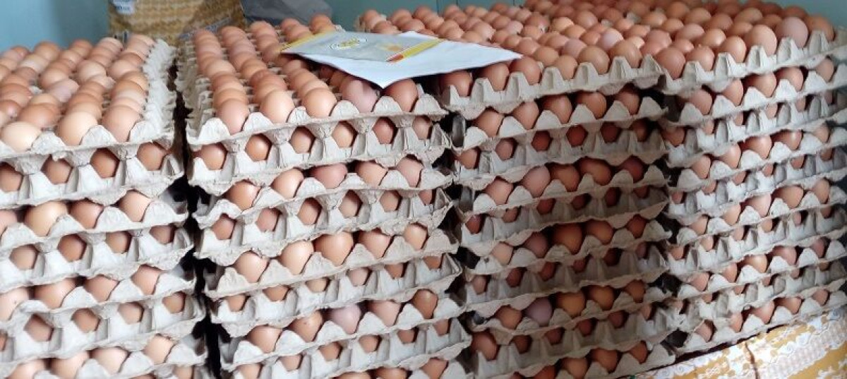 IMPROPRES À LA CONSOMMATION : Près de 100 000 œufs détruits à Porto-Novo