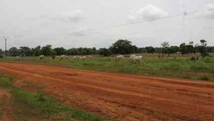 CREATION DES COULOIRS ET AIRES DE PATURAGE SUR L’AXE GOMPAROU-FOUNOUGO-KANDEROU : Le conseil communal réalise un vieux rêve des agro-éleveurs
