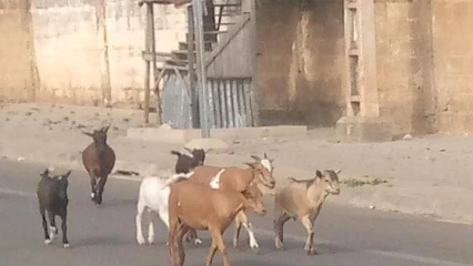 DIVAGATION DES BÊTES À PARAKOU : Quand les animaux prennent le contrôle de la route