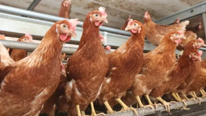 COMMUNE DE SEME-PODJI :Des cas de grippe aviaire détectés dans le village de Tohouè