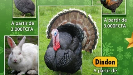 POUR UNE ALIMENTATION SAINE LORS DES FÊTES DE FIN D’ANNEE : La ferme Belco’s Ranch vous offre des volailles à moindres coûts