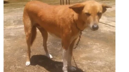 DIVAGATION DES CHIENS À PARAKOU : De véritables vecteurs de rage en plein air