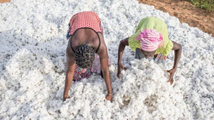 CAMPAGNE COTONNIÈRE 2022-2023 : Le Bénin arrache la première place au Mali