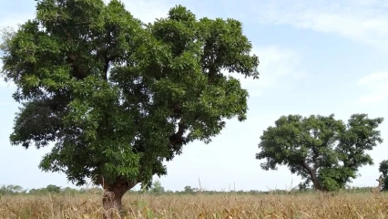 EN DEPIT DE SES ATOUTS ECONOMIQUES, : Le karité menacé de disparition au Bénin