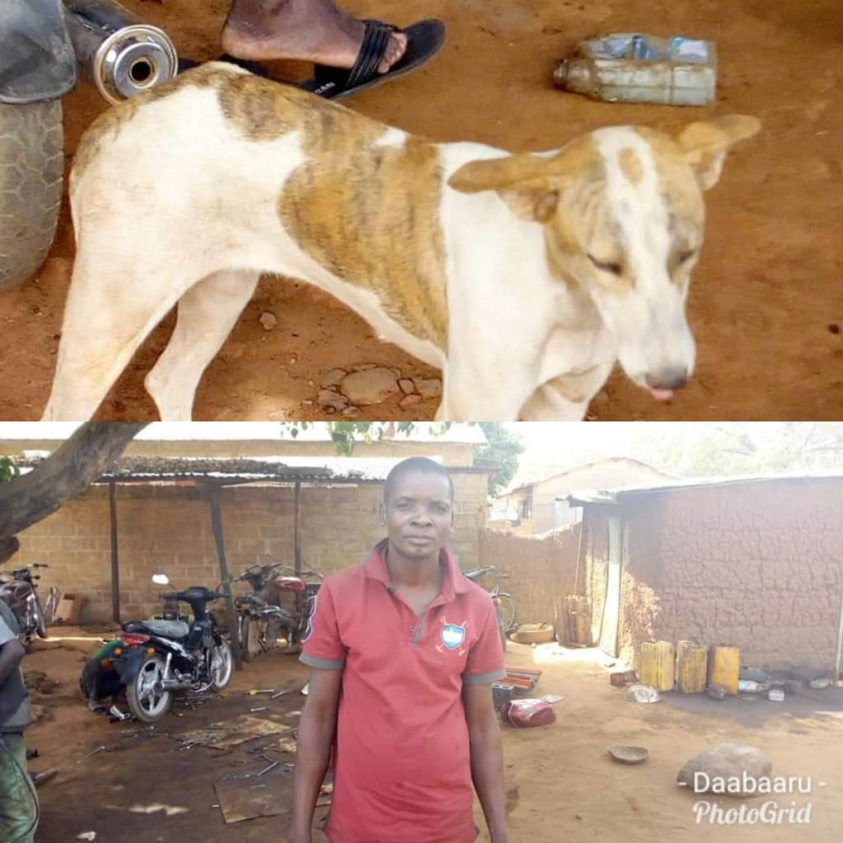 INSOLITE À BEMBEREKE  : Un chien et son maître ramassent de l&rsquo;argent et le retourne à son propriétaire